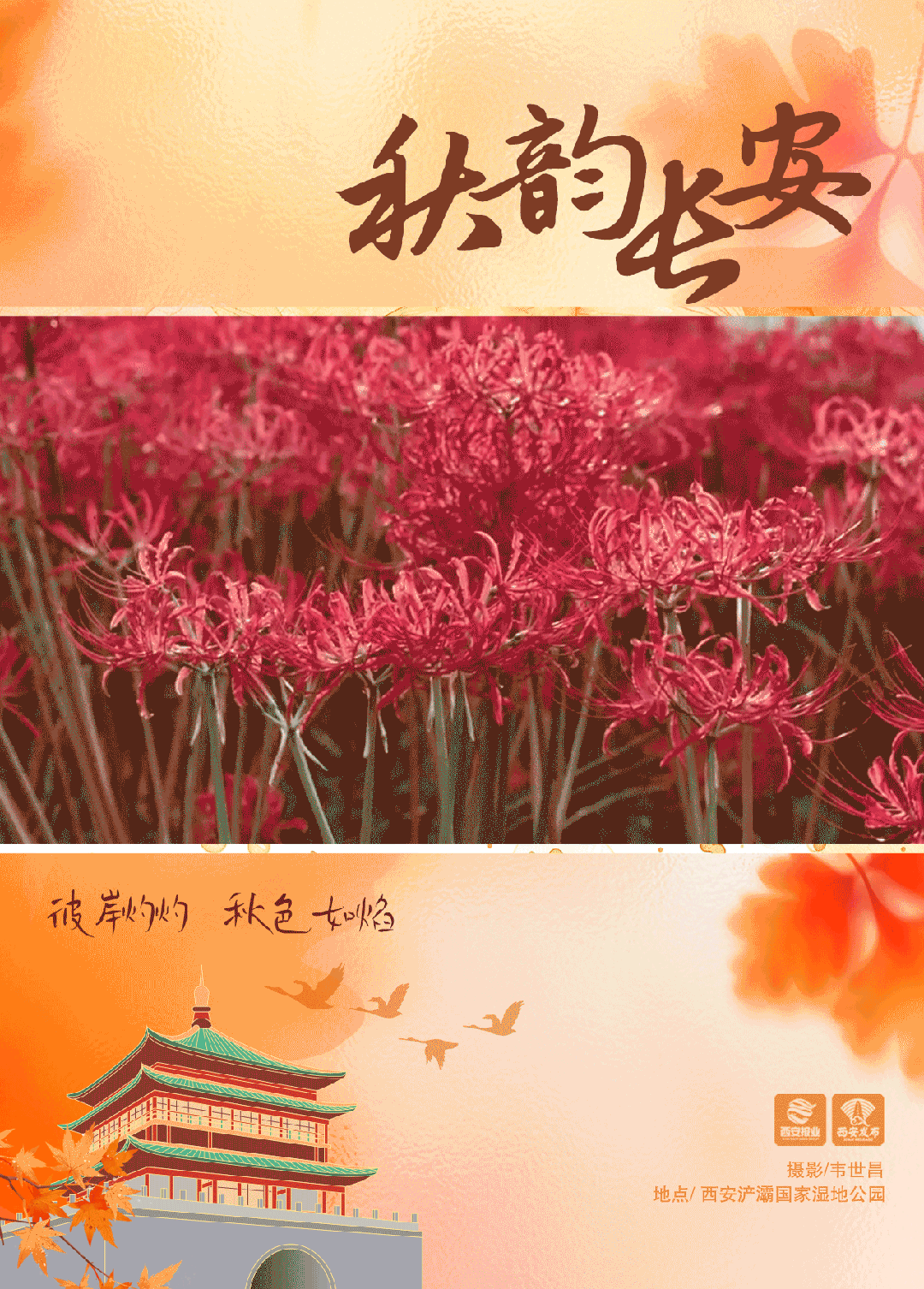 西安的彼岸花,正开得肆意,红得炽烈赤瓣次第舒展殷红灼灼,如焰如蝶这