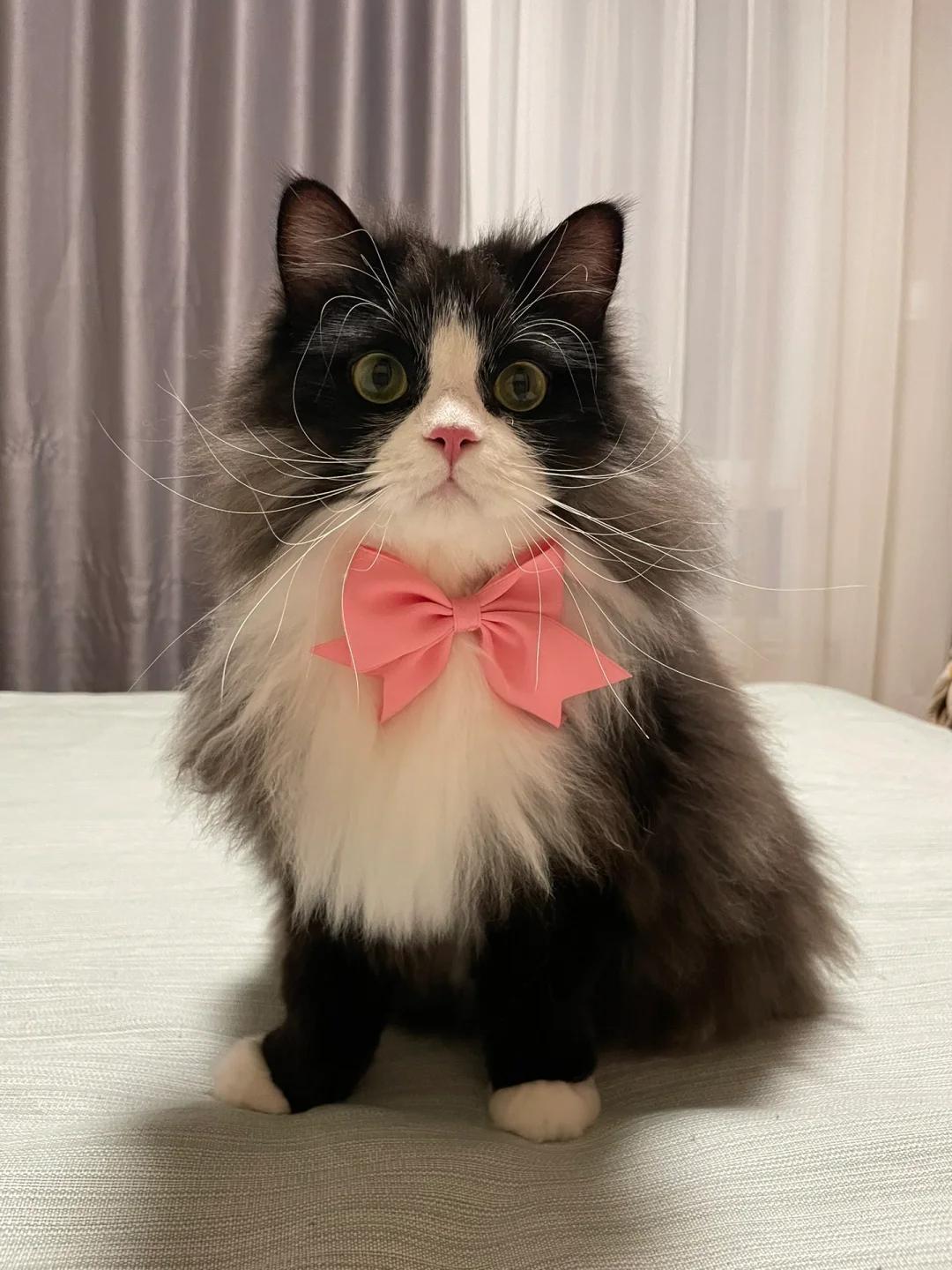 如何处理猫咪甘油三酯偏高?日常护理与猫粮选择有何讲究?