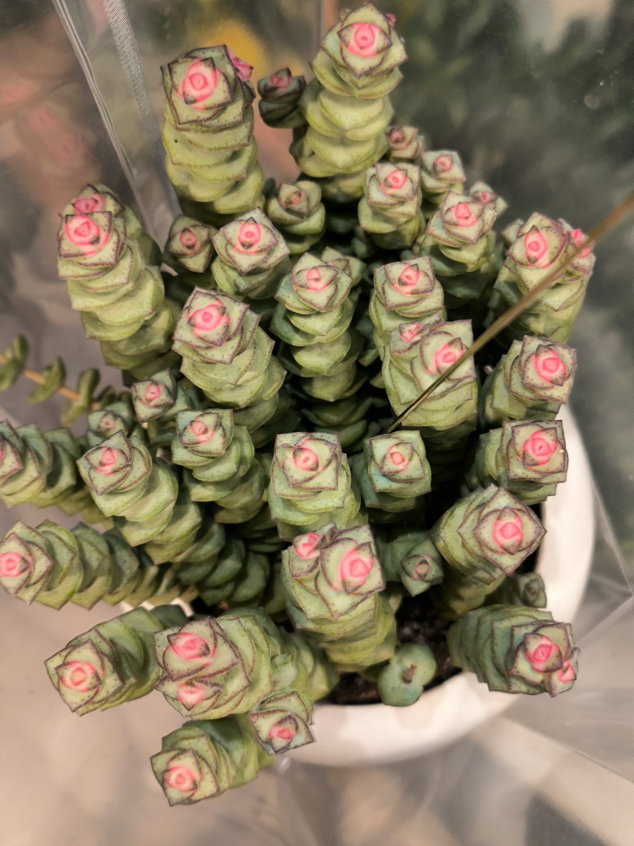 金钱串花的养殖方法和注意事项:做好这几点,枝叶串得满盆,还能开花