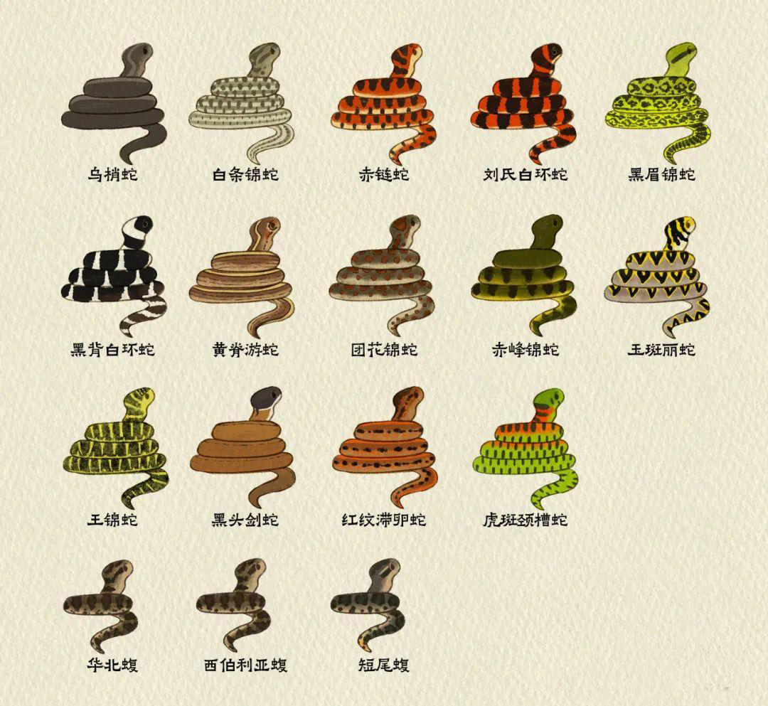 无锡一女子半夜上厕所发现马桶内有蛇,蛇可能从下水道进入家中吗?