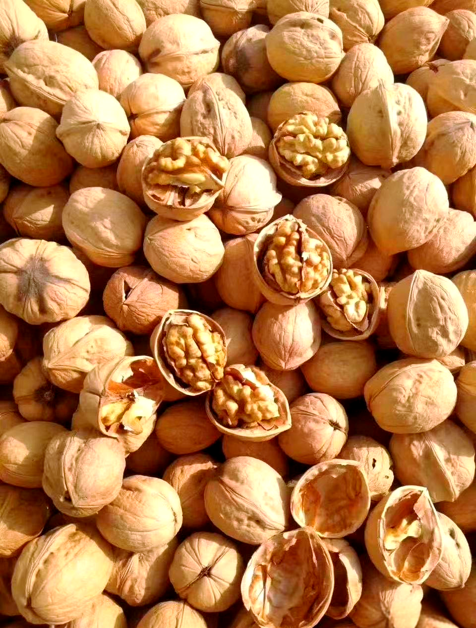 中国核桃产地众多,哪里的质量好?