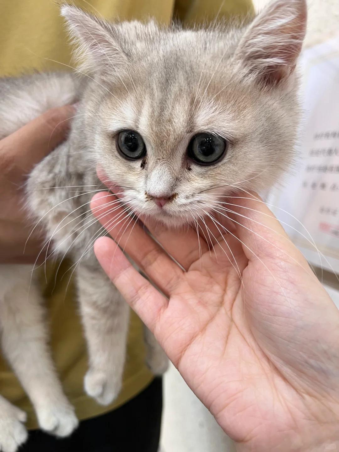 猫咪常见健康问题挠耳朵打喷嚏流鼻涕与呕吐在近期的一次互动中