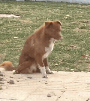 网友遇到小狗在甩水,没想到甩水的过程中甩出了彩虹,真的太治愈了