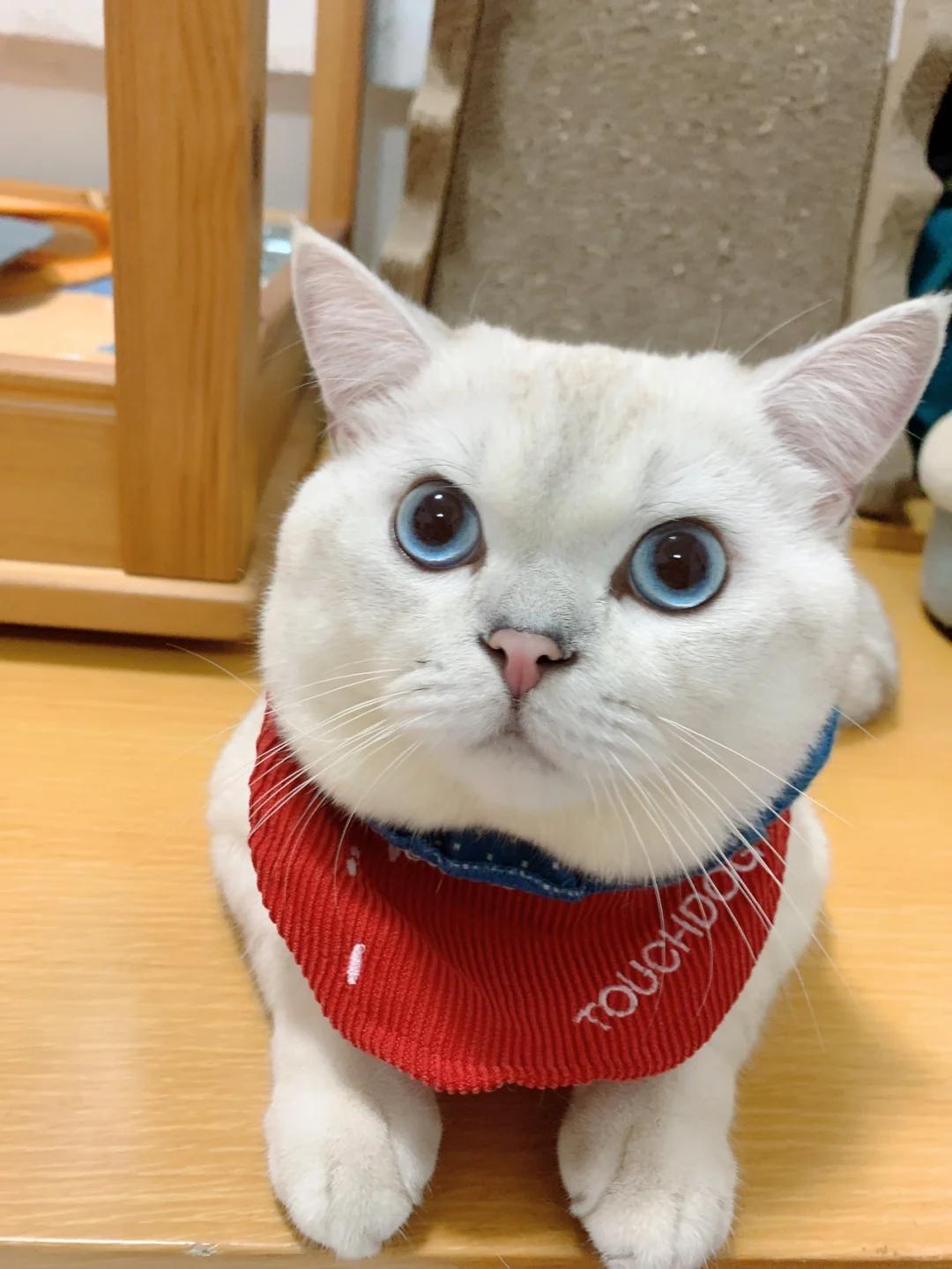 猫咪呕吐透明液体带泡泡是胃炎吗?如何调整饮食与护理?