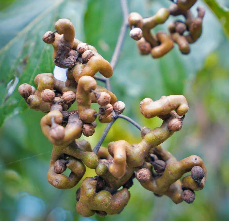 枳椇子（拐枣）——解读“解酒仙果”的千年美名