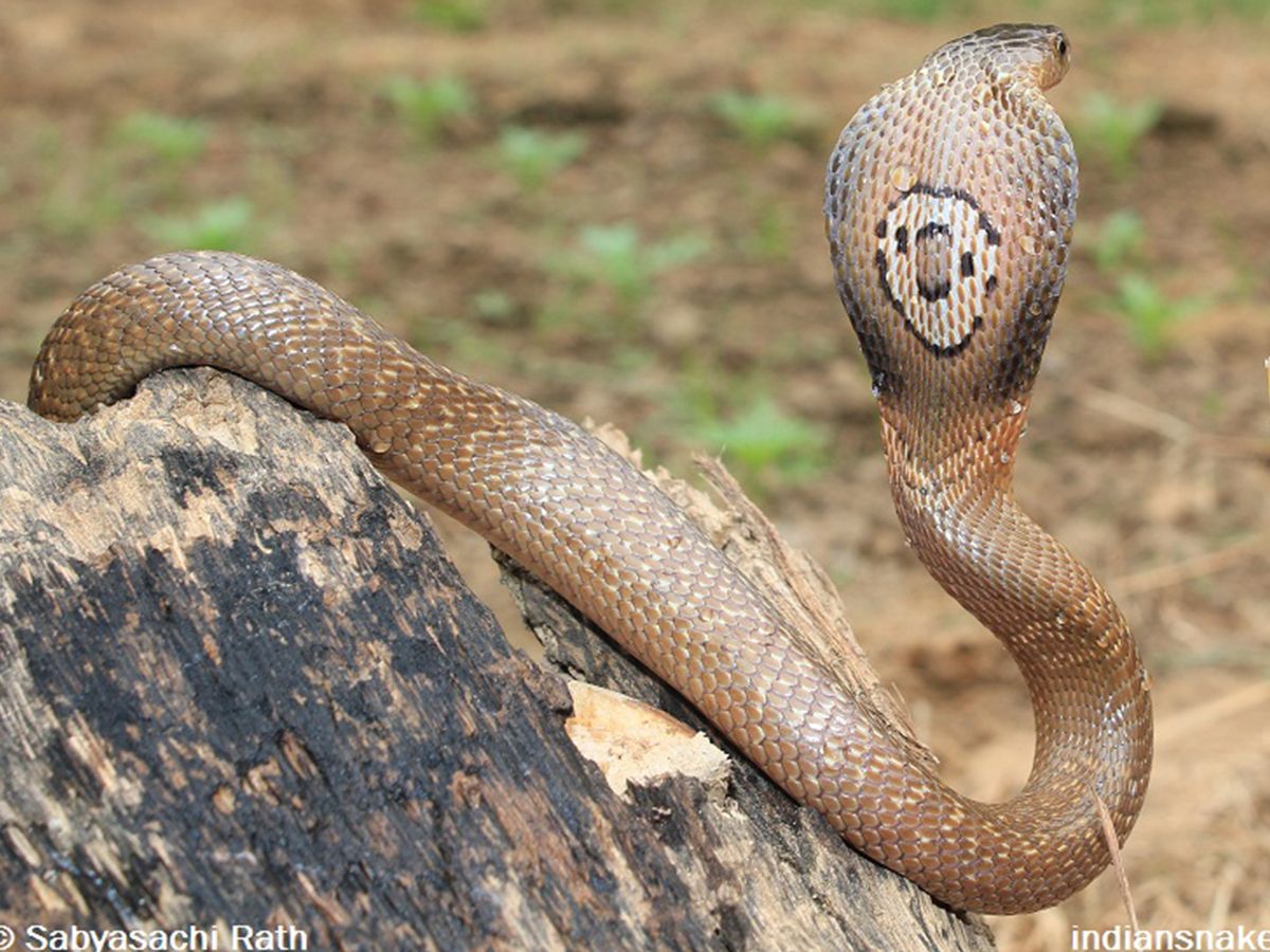 国内毒蛇top 10(一),第一名你绝对猜不到