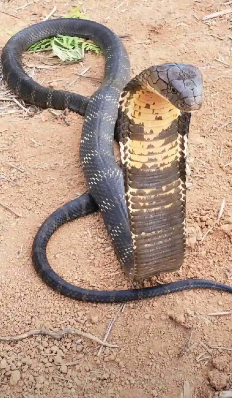 国内毒蛇top 10(一),第一名你绝对猜不到