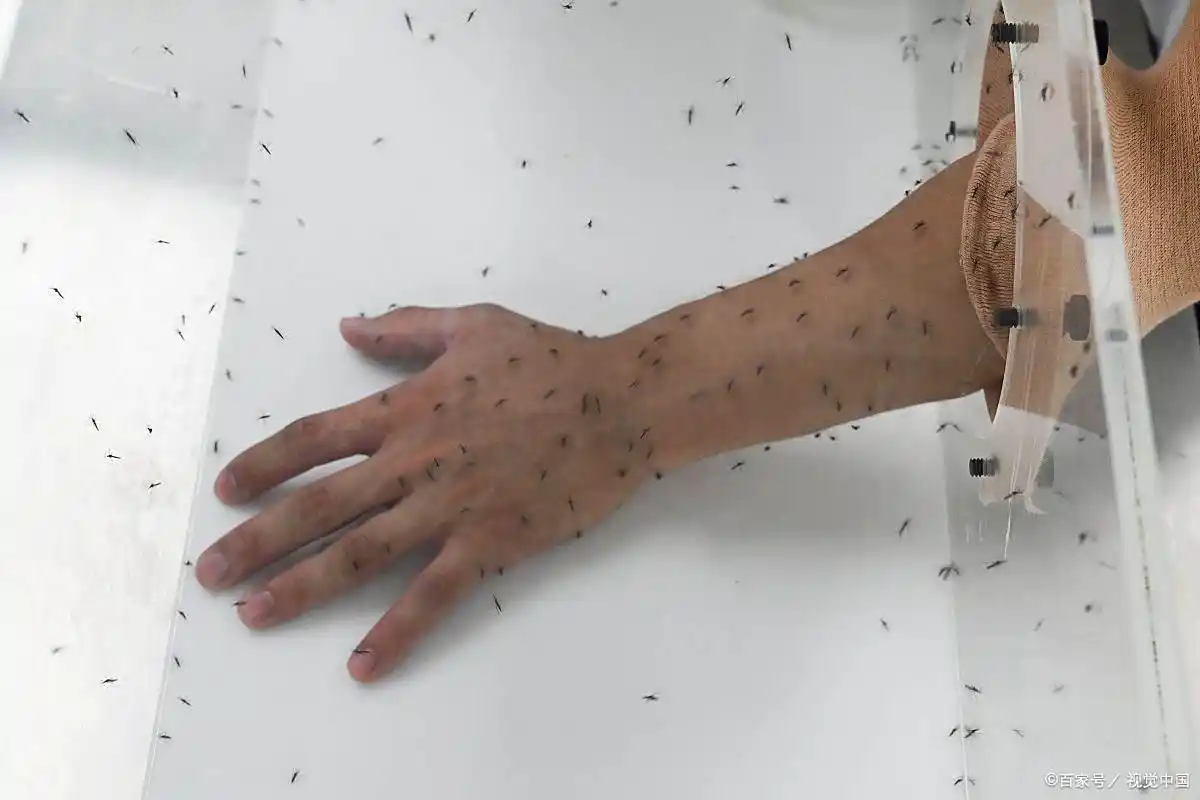  带有病毒的蚊子到哪儿了图片(带有病毒的蚊子到哪儿了图片大全)