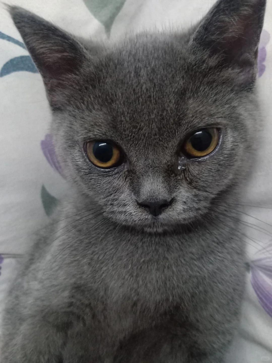 猫咪泪痕过重原因与解决方法