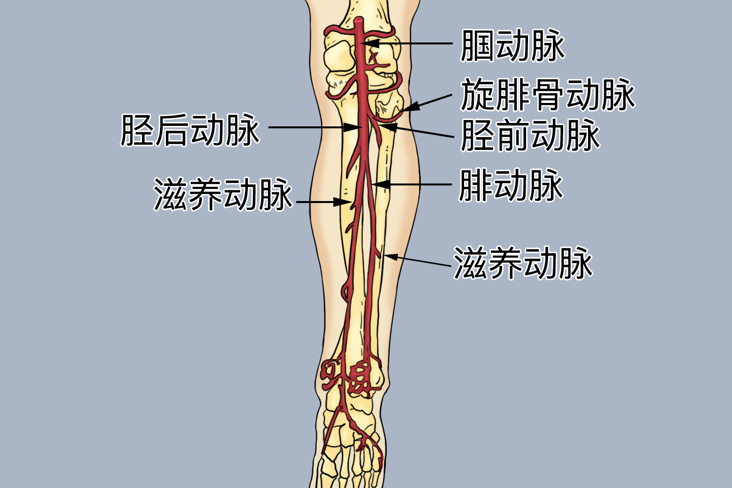 双脚一旦出现5种异常,十有八九是血管堵了?拖久了会变成大病