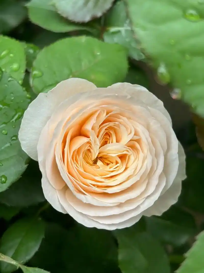 朱丽叶月季:带刺的"切花皇后",美与实用并存