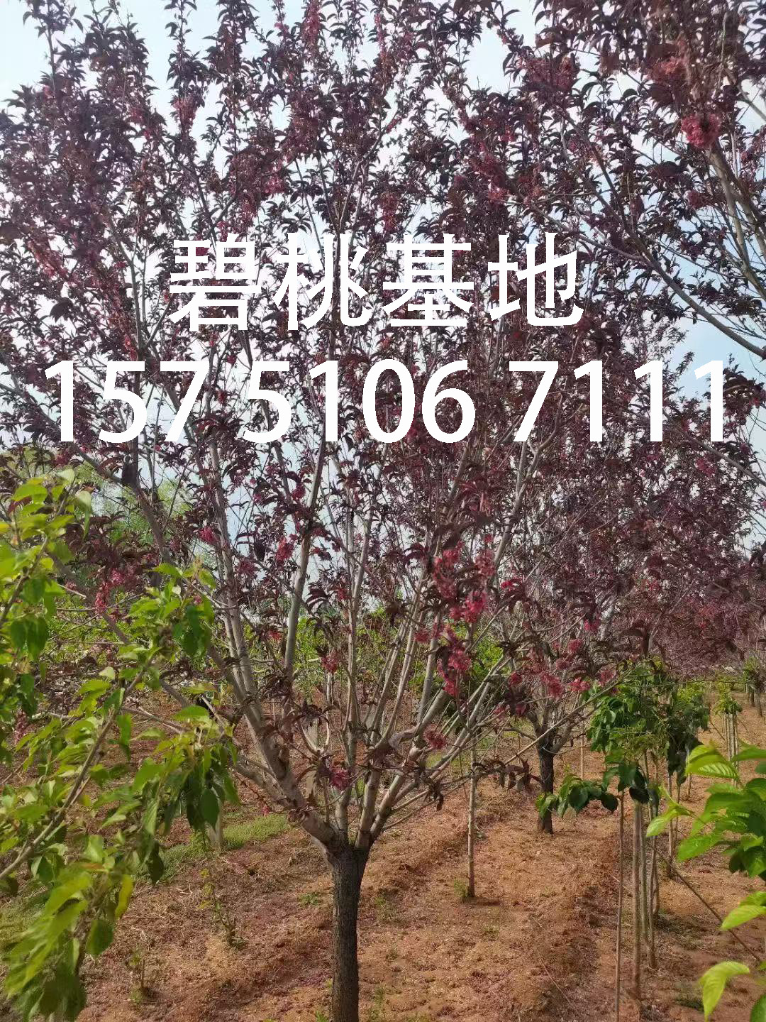 广东哪里有卖红花碧桃的?