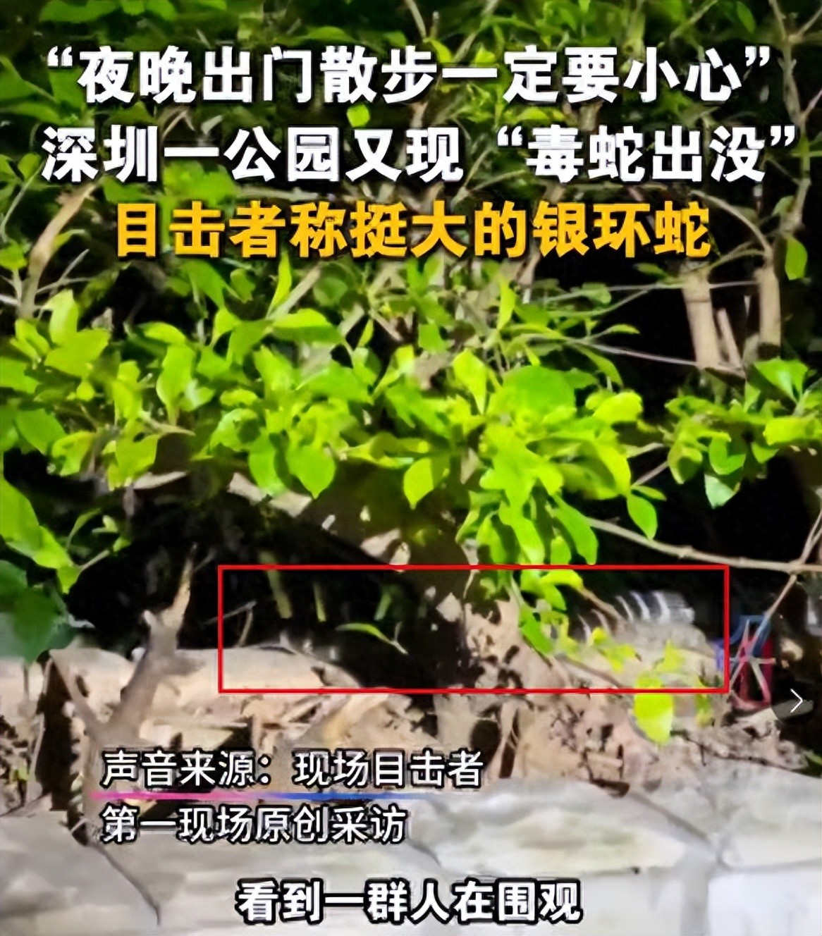 《翠竹公园银环闪现深圳市区与一条剧毒蝮蛇的24小时拉锯战》