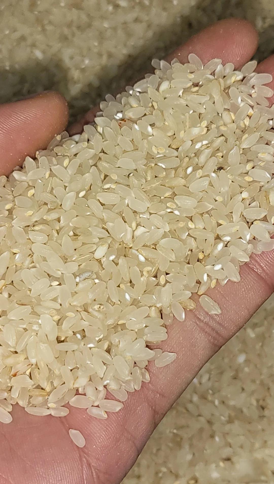 怎么区别胚芽米和黄曲霉米:营养胚芽米与致命黄曲霉米全方位对比