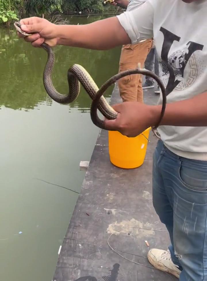 离谱!广东男子钓鱼竟然钓到一条蛇,网友:这玩意儿老值钱了