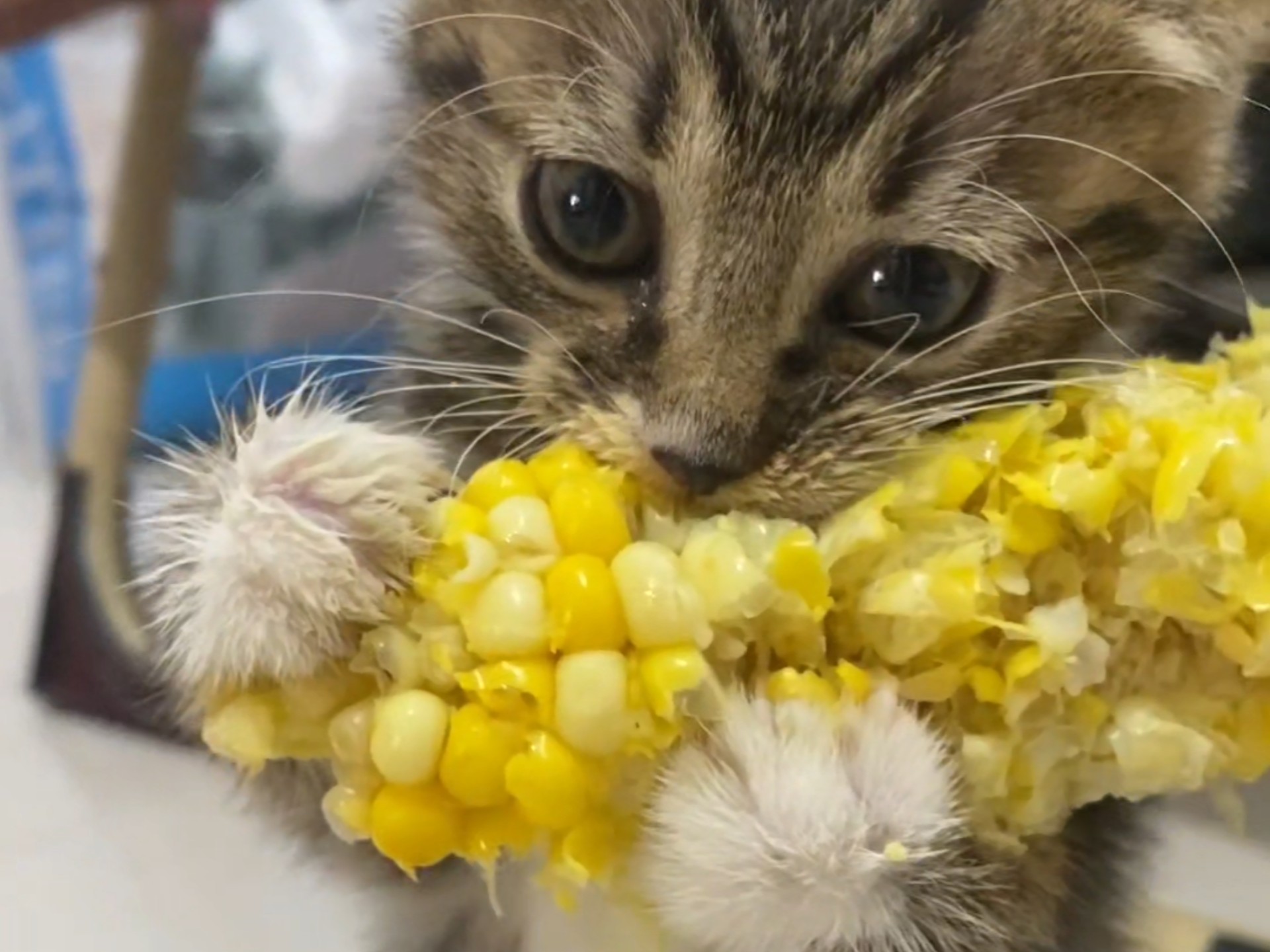 猫是肉食动物,但为什么许多猫喜欢吃玉米呢?有啥科学解释?