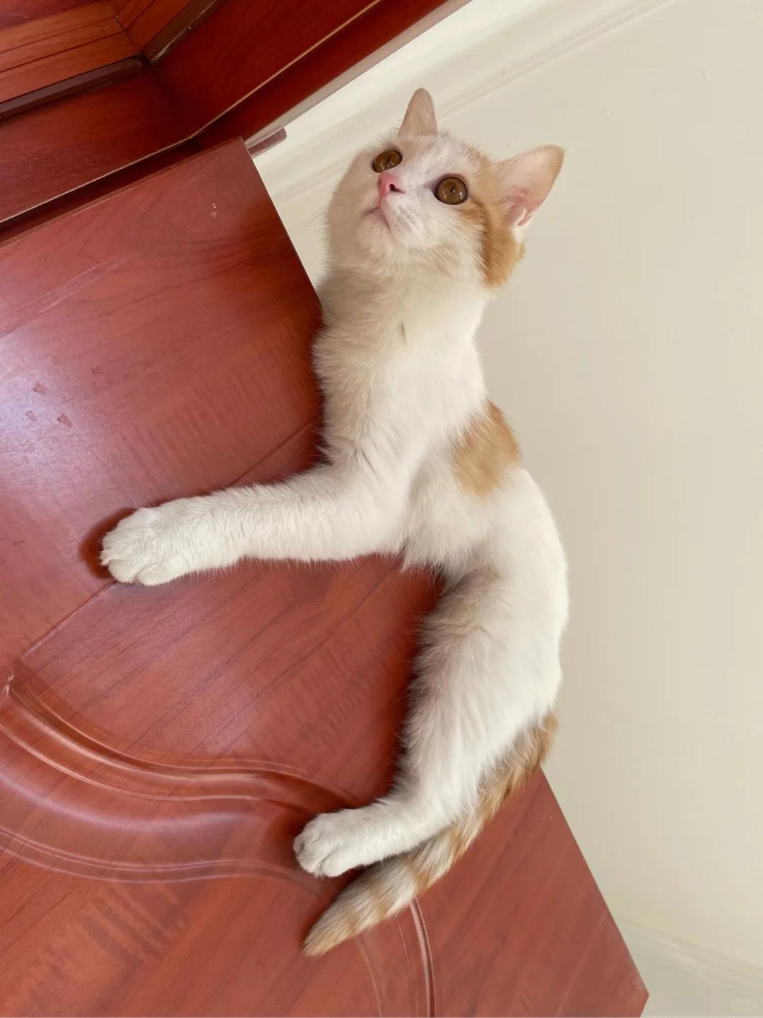 母猫绝育术后鼓包问题概述