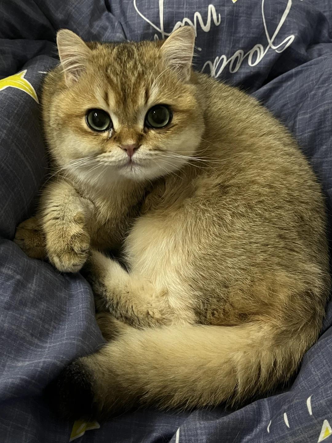 猫咪呕吐黄色液体及稀便问题概述