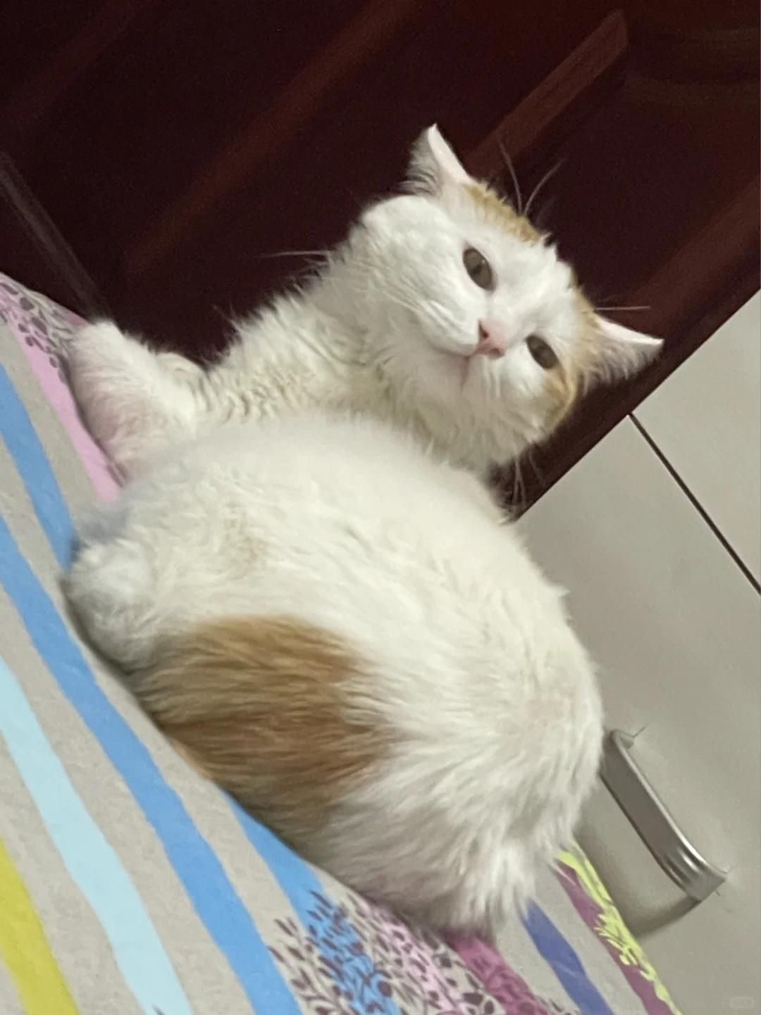 母猫绝育术后鼓包问题概述