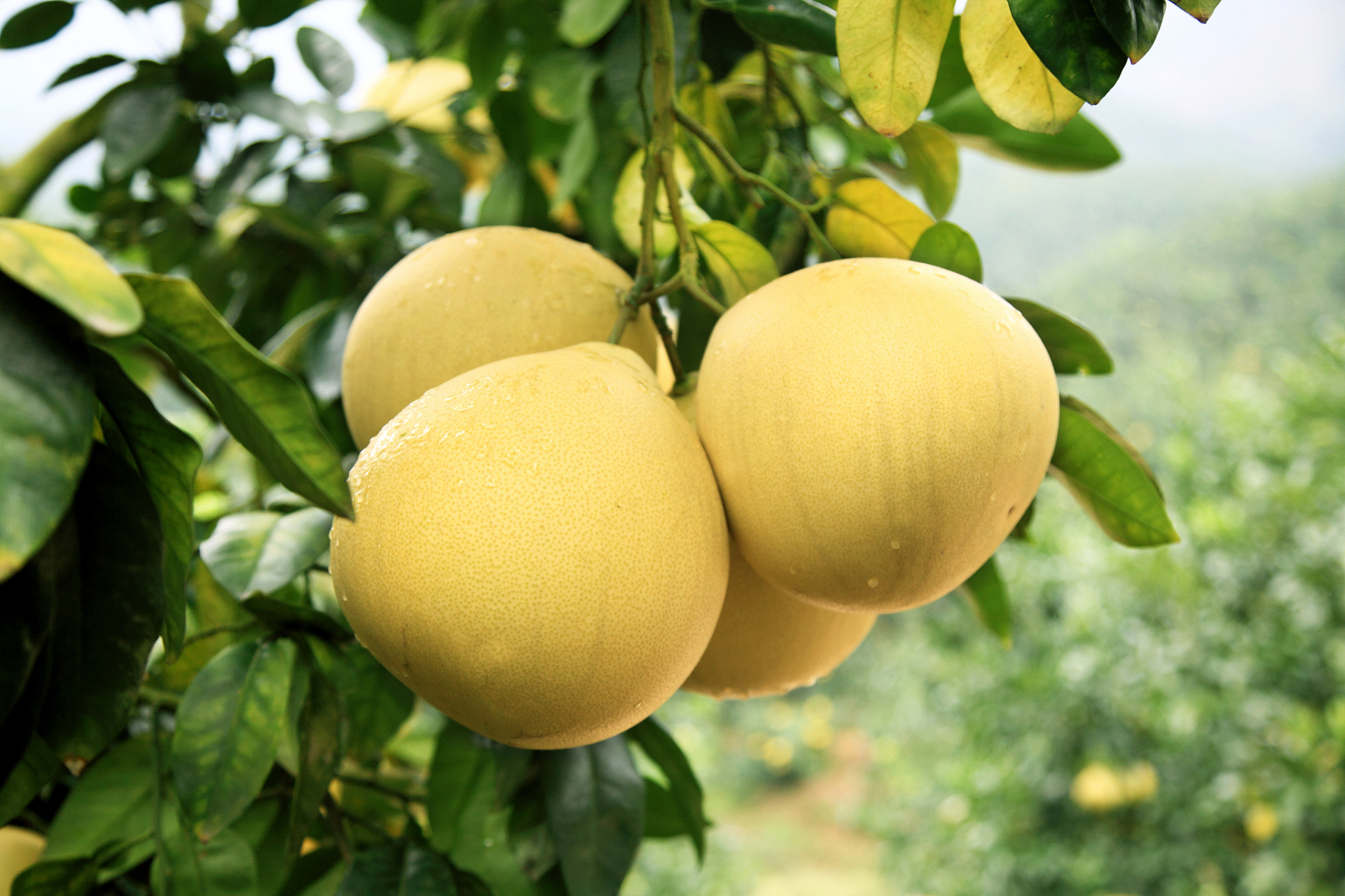 入秋之后,水果摊上的柚子渐渐多了起来