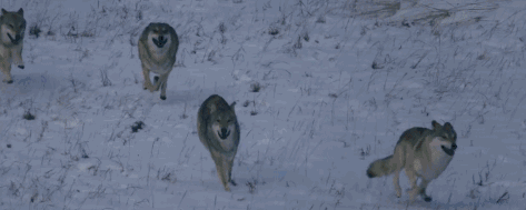 狼群内部也会分"三六九等",最低等的狼甚至没有交配权,那在以家庭为