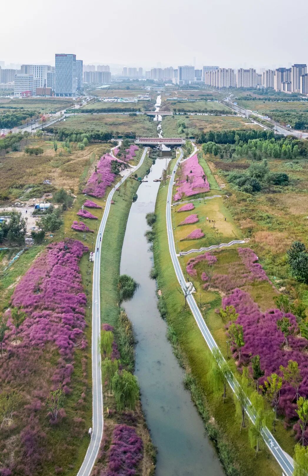 拿捏秋日氛围感?济南这些免费花海,教你轻松圈"粉"!