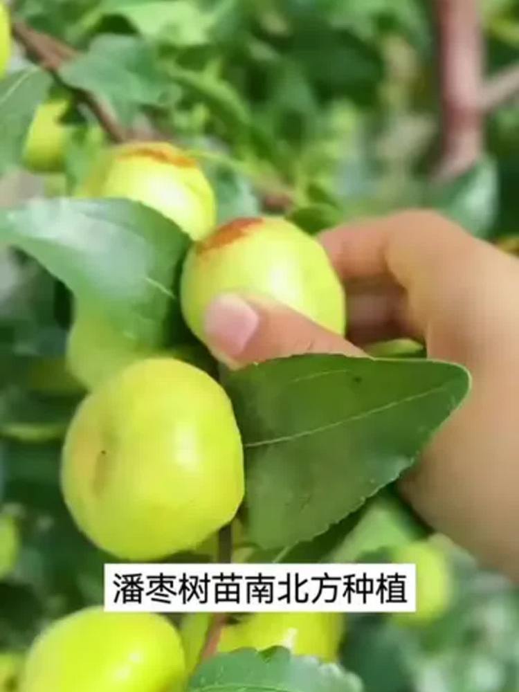 壮实潘枣树苗现挖现发,南北都能种,金牌苗木人供货,三农,农家美食,好看视频