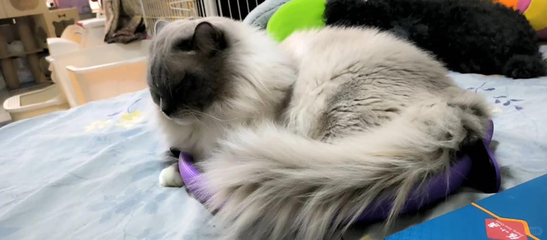 猫咪蛋蛋旁秃毛发抖,是何缘故?如何应对?