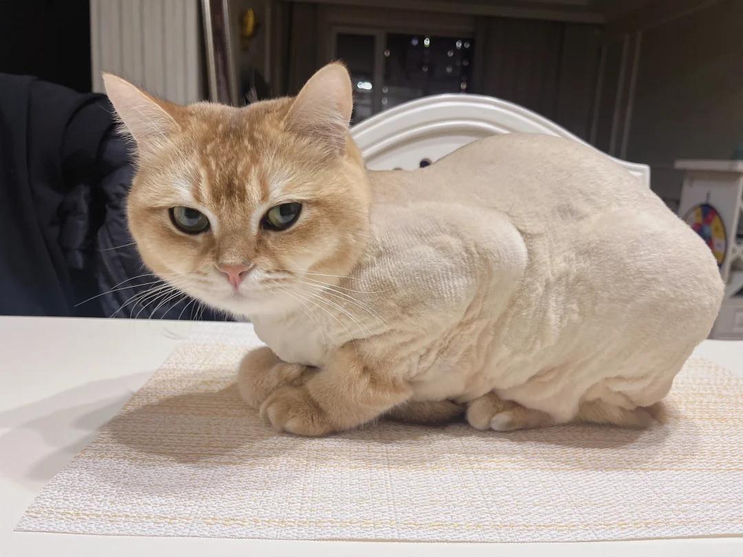 猫咪蛋蛋旁秃毛发抖,是何缘故?如何应对?