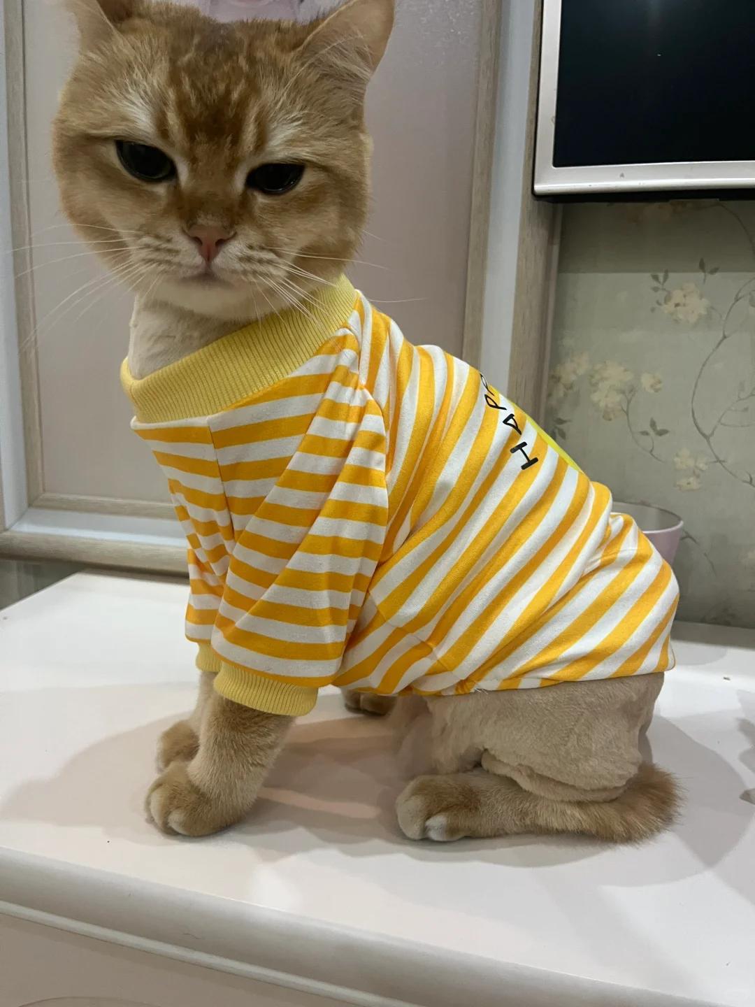 猫咪蛋蛋旁秃毛发抖,是何缘故?如何应对?