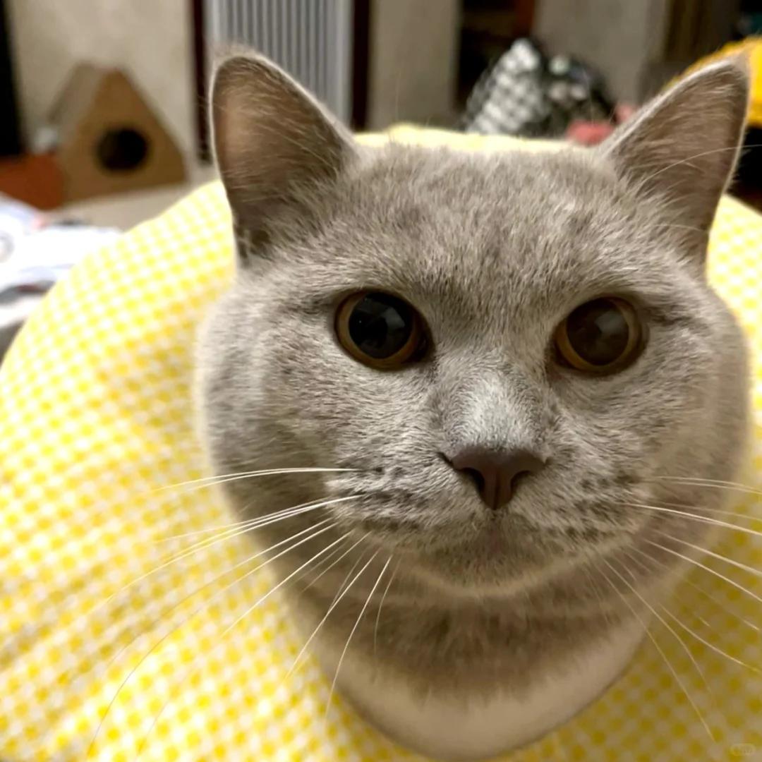 猫咪蛋蛋旁秃毛发抖,是何缘故?如何应对?