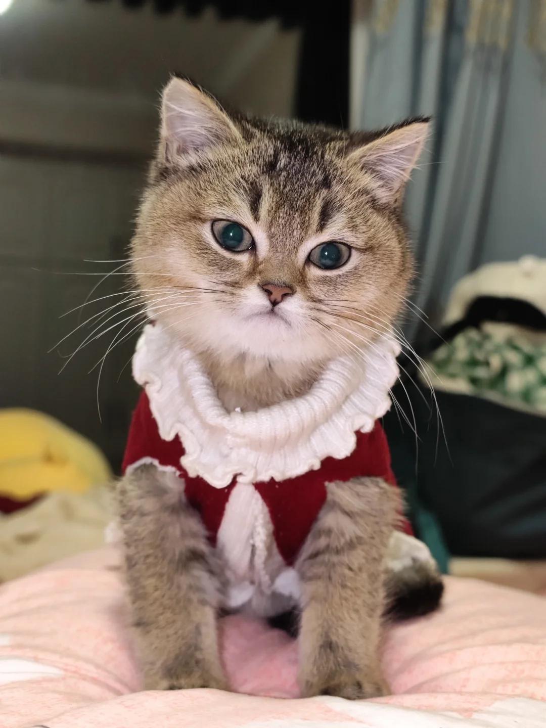 猫咪呼吸急促且排便无力如何正确应对与护理?