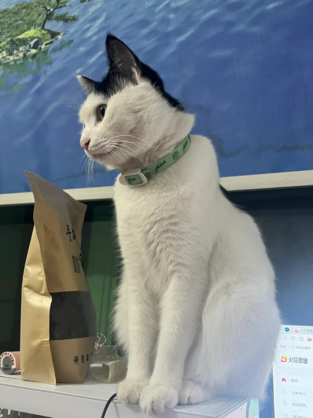 公猫丁丁流血尿闭疑云及应对方法