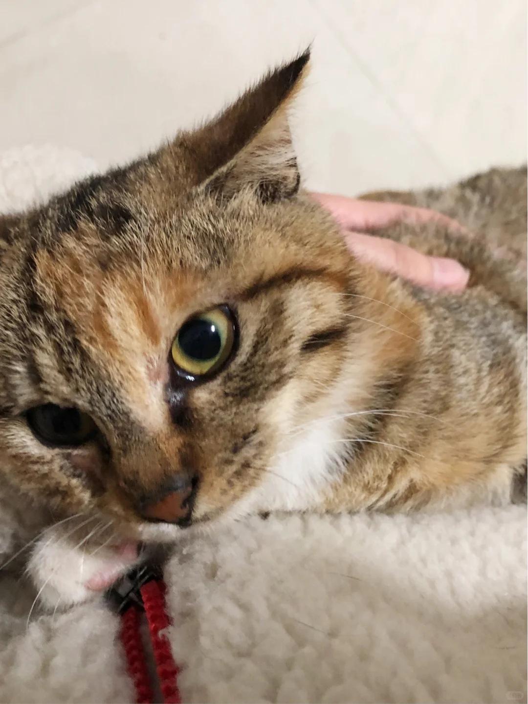 中耳炎与耳螨引发的流脓症状猫咪出现耳朵流脓的情况可能是严重的