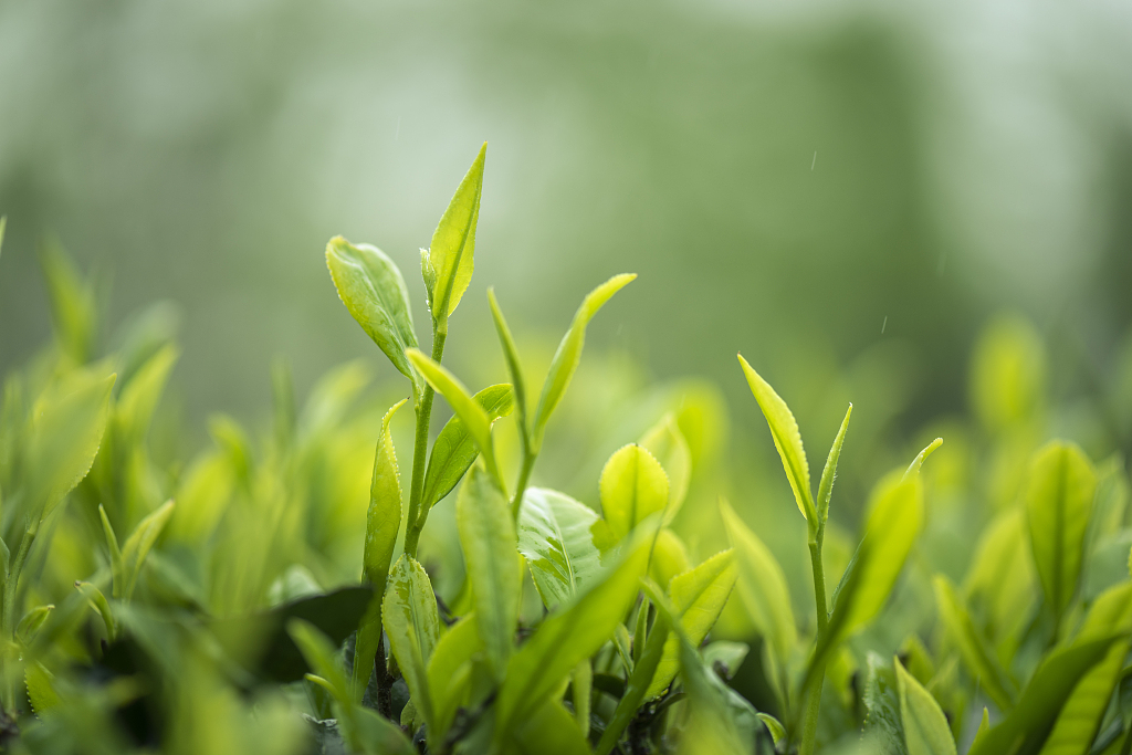 专家研究发现:茶叶一换,每年糖尿病致死少一半,这5种茶叶,建议多试试!