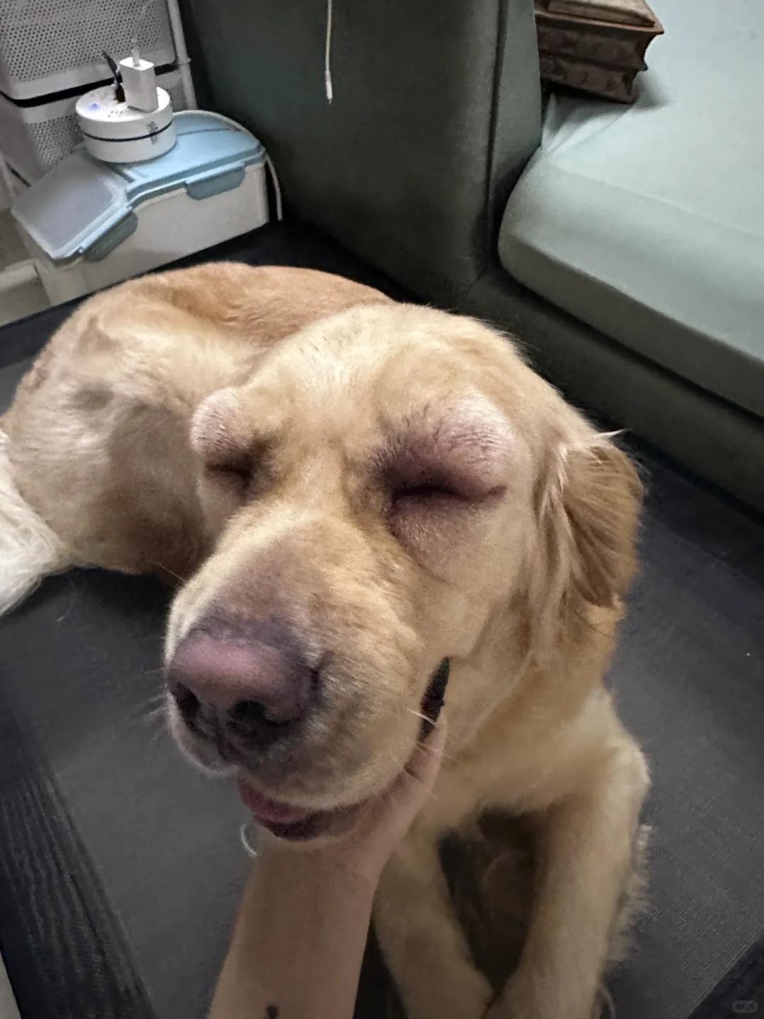 狗狗皮肤病反复发作怎么办?如何有效防治与改善?