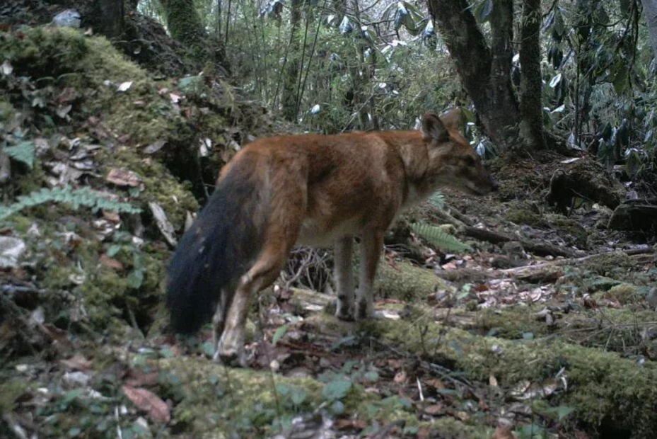 "豺狼虎豹"中的豺究竟是一种什么样的动物,它究竟有多凶残?