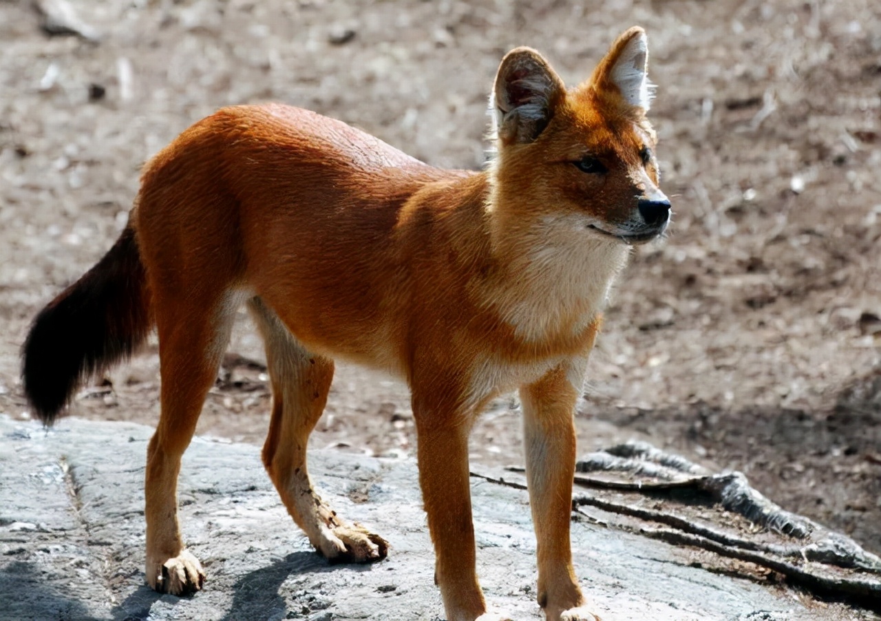 "豺狼虎豹"中的豺究竟是一种什么样的动物,它究竟有多凶残?