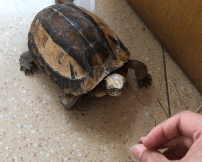 小小乌龟,凭什么会成为科学家们的"噩梦"?看完乌龟的骨骼,你就能明白