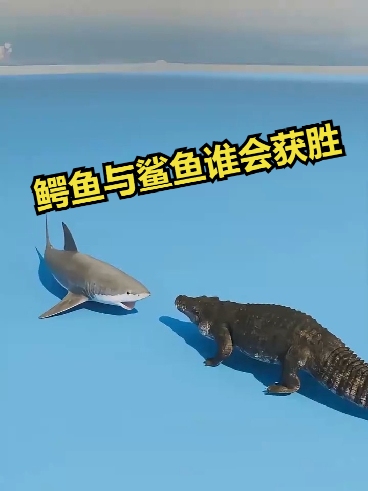 鳄鱼与鲨鱼谁会获胜?