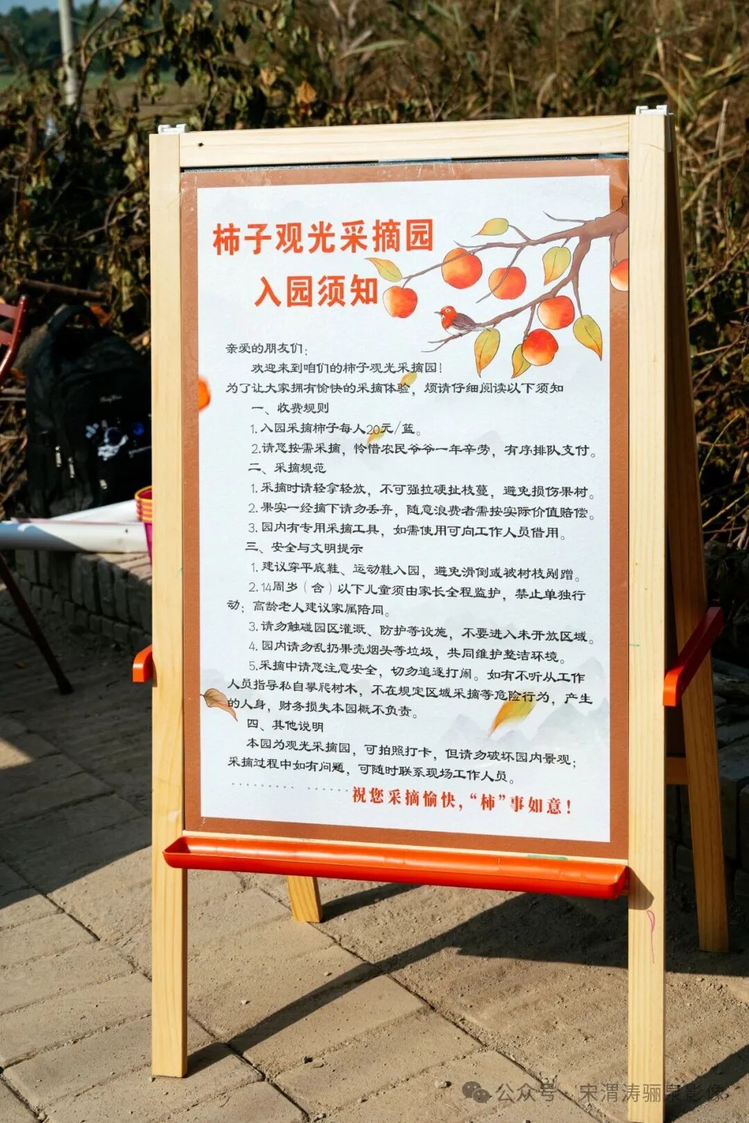 陕西西安:临潼代王街办黄网权火晶柿子观光园金色满园