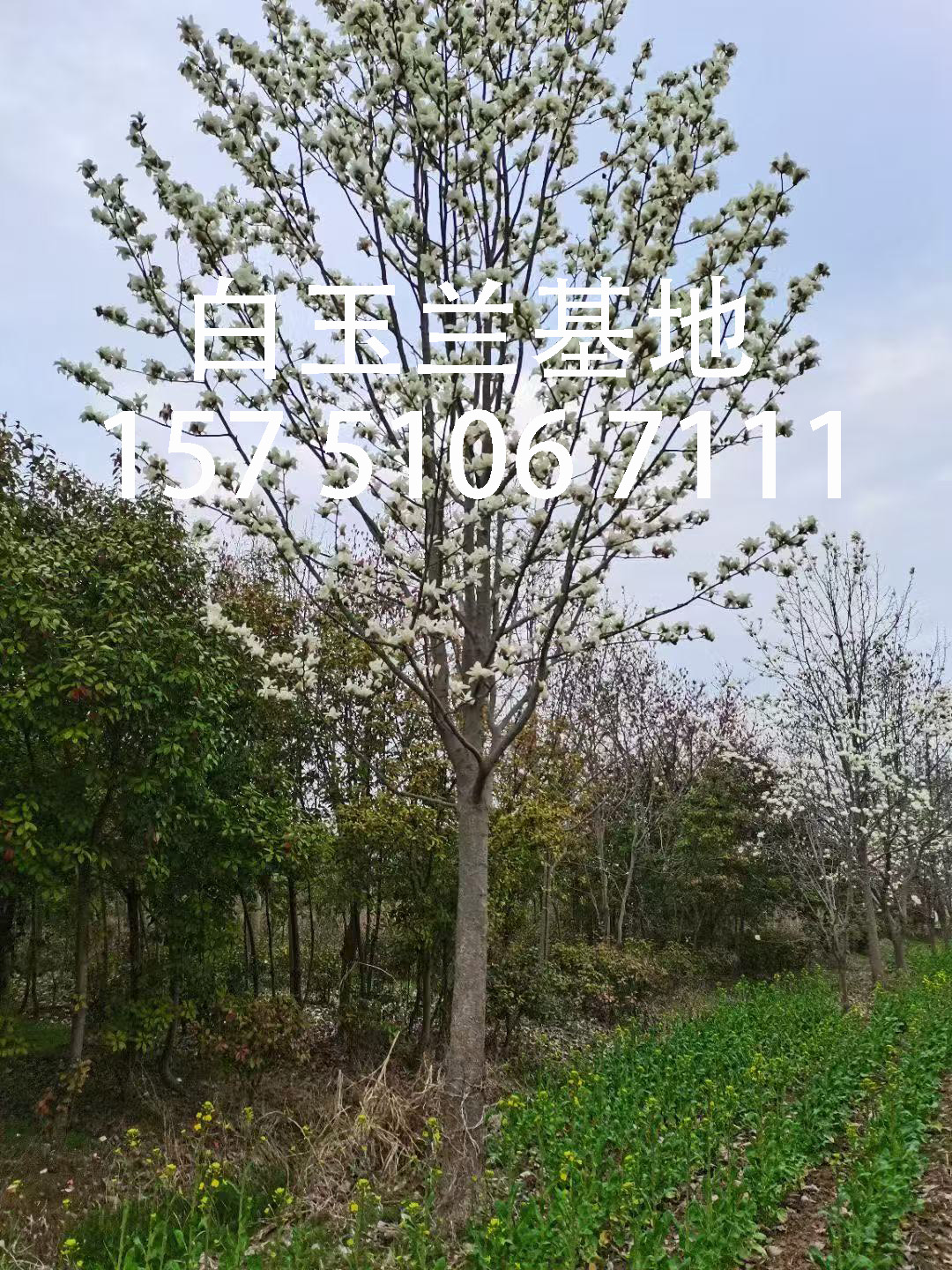 供应白玉兰小苗
