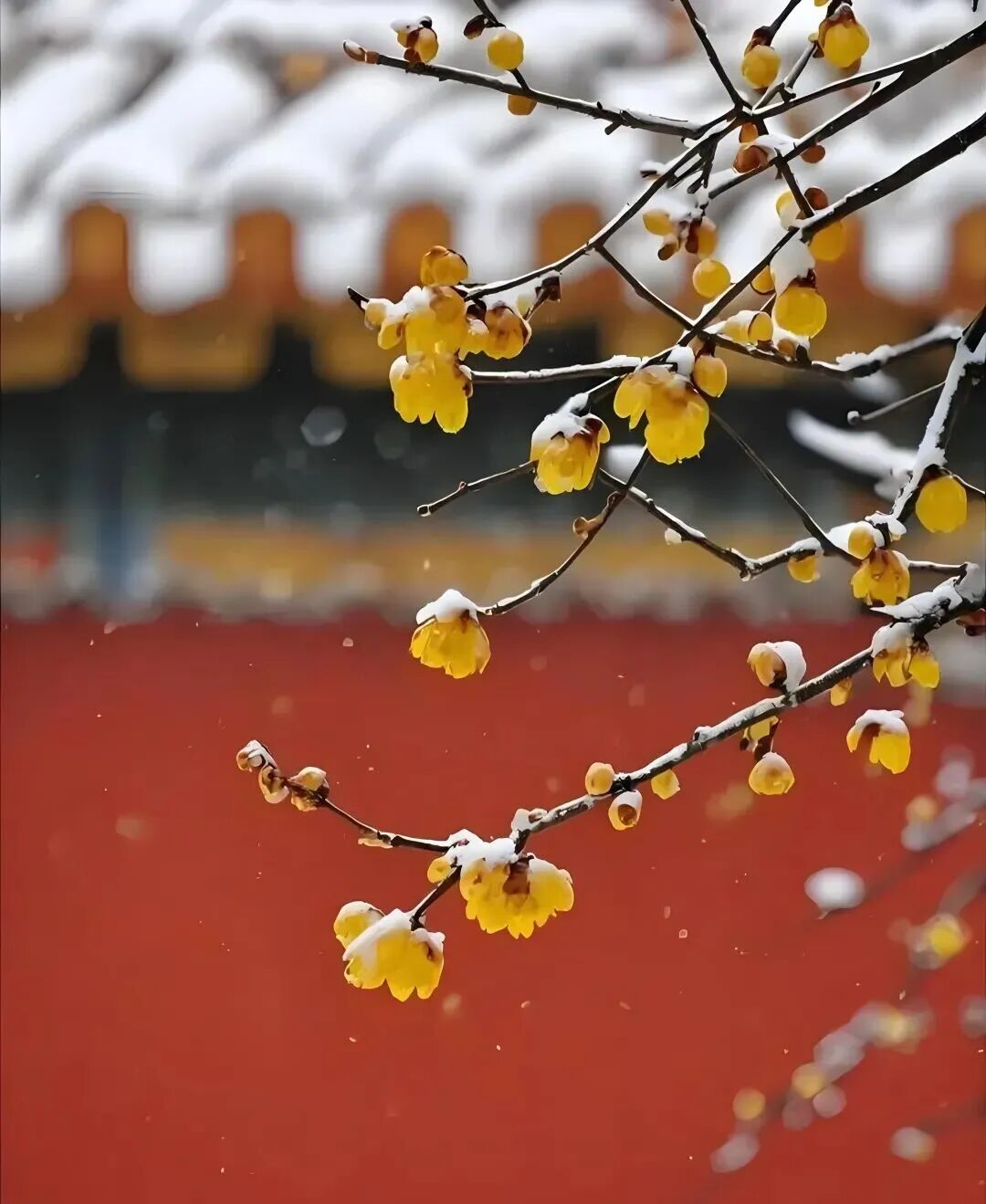 小雪诗词惊艳了时光温暖了冬天