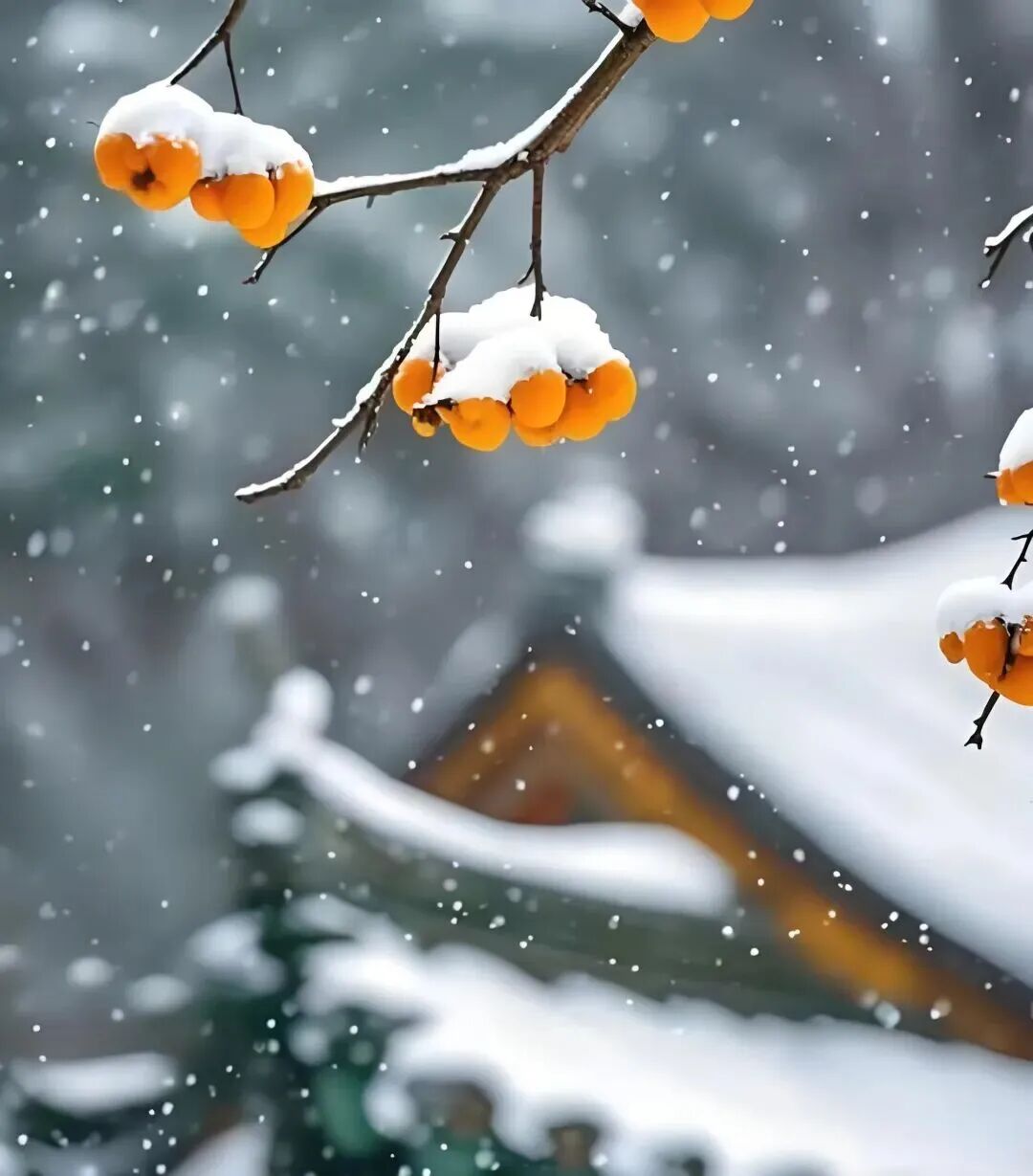 小雪诗词惊艳了时光温暖了冬天