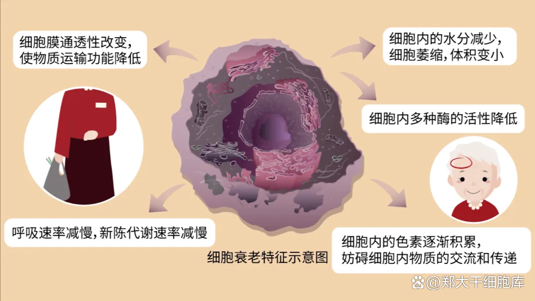 从返老还童猜想,到科学抗衰实践:探索郑大干细胞库生命科技力量