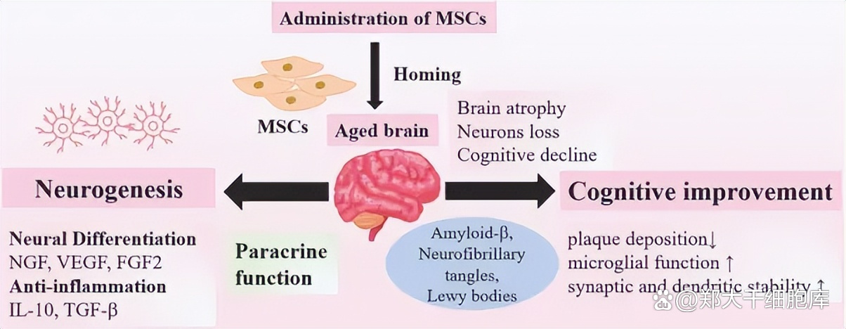 从返老还童猜想,到科学抗衰实践:探索郑大干细胞库生命科技力量