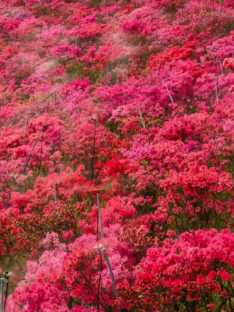 映山红杜鹃花:山野间燃起的绚烂火焰