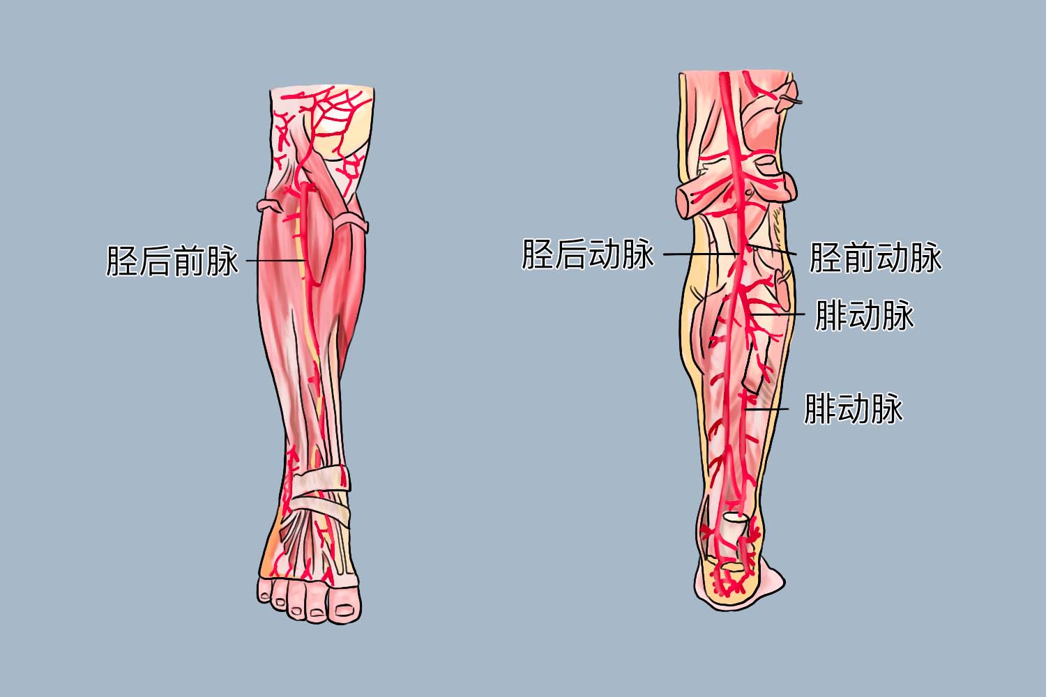 腿部是脑梗的放大镜?提醒:腿部出现这几种表现,要尽快就医