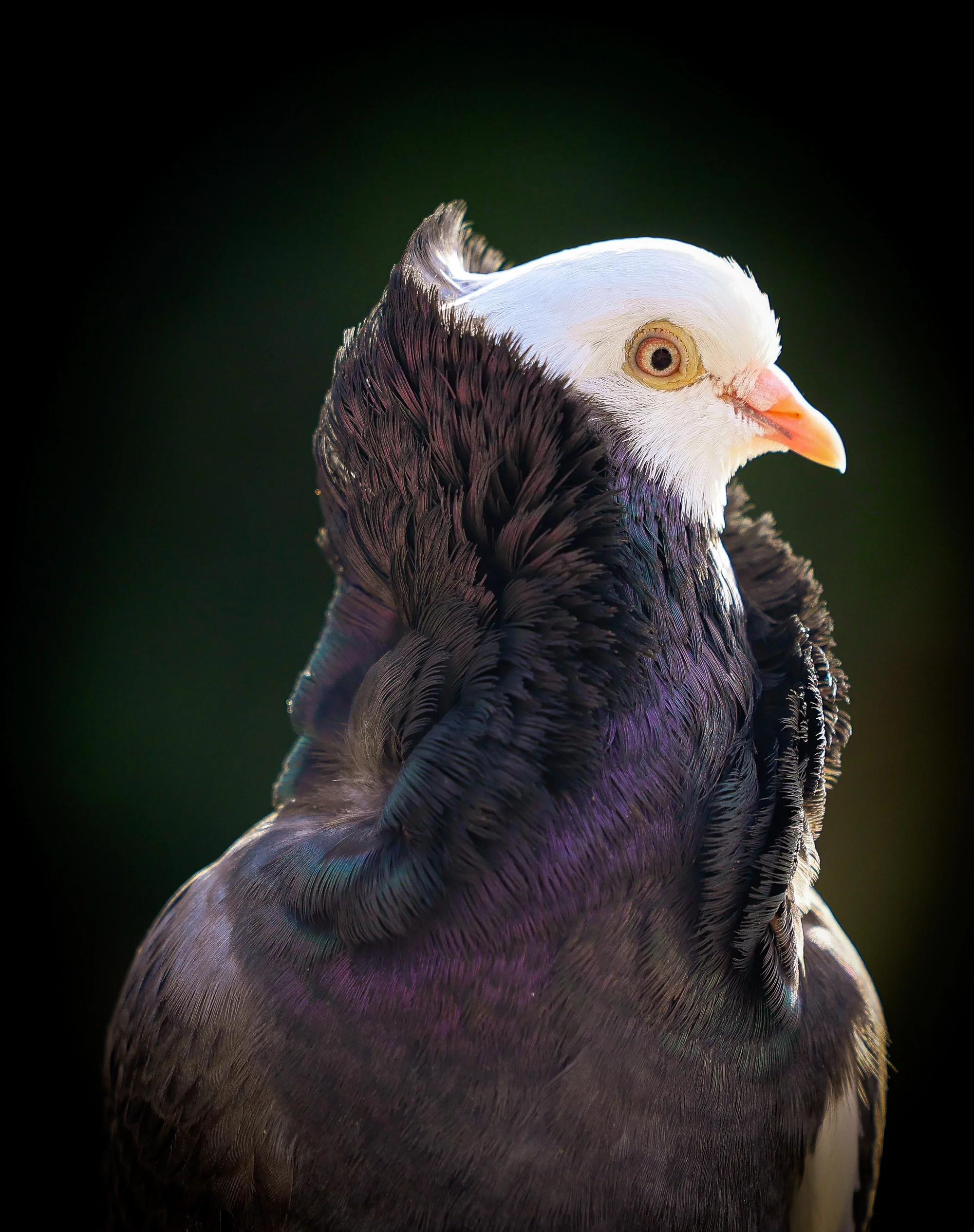 维多利亚时代的鸽笼与21世纪的基因图谱,达尔文的"鸽子实验"如何意外