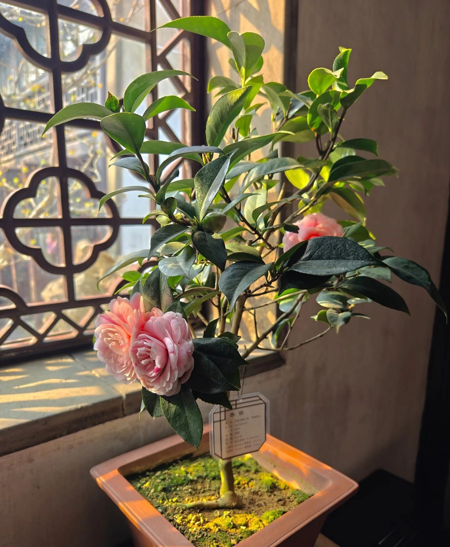 姐姐要淘汰的小苗茶花开大花了美的如同牡丹网友想养